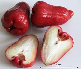   Fruits:   Syzygium samarangense ; Photo by Anagoria, wikimedia commons
